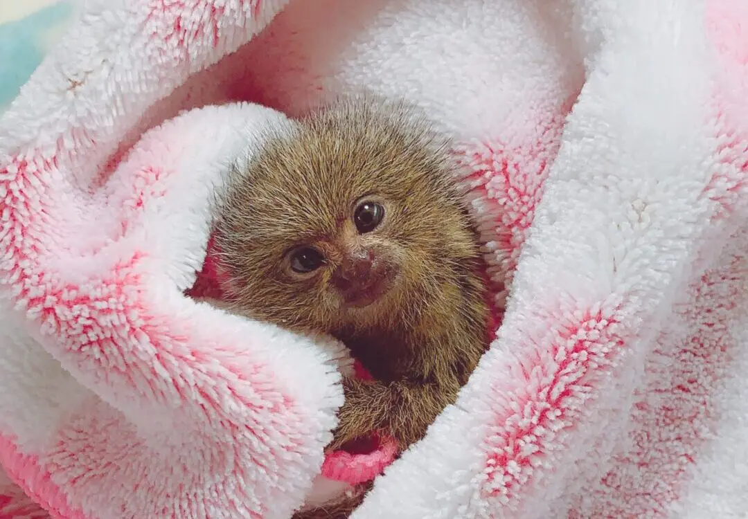 サル - KOBE ZOOM【神戸ズーム】