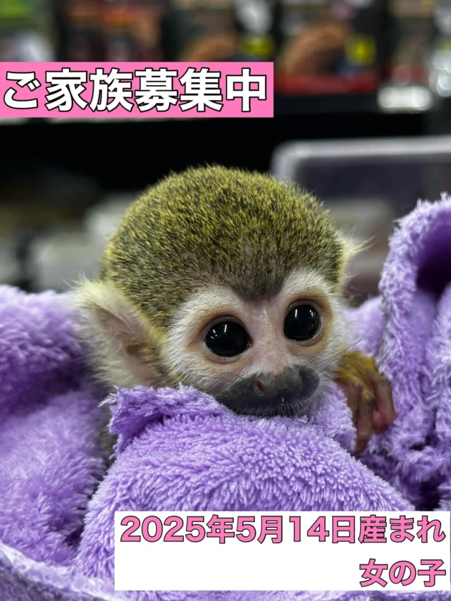 ビゴベロお猿さん 探し物をするお猿がまるで人間 Bushbaby the Pizzatoru